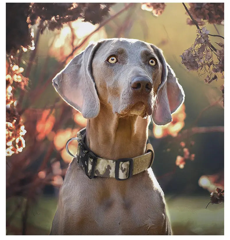 New Pet Explosion-Proof Tactical Collar with Handle for medium and large dogs StepbyStep