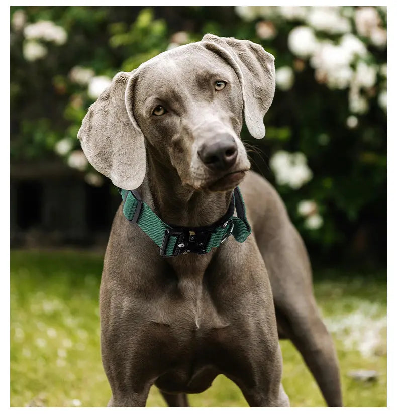 New Pet Explosion-Proof Tactical Collar with Handle for medium and large dogs StepbyStep
