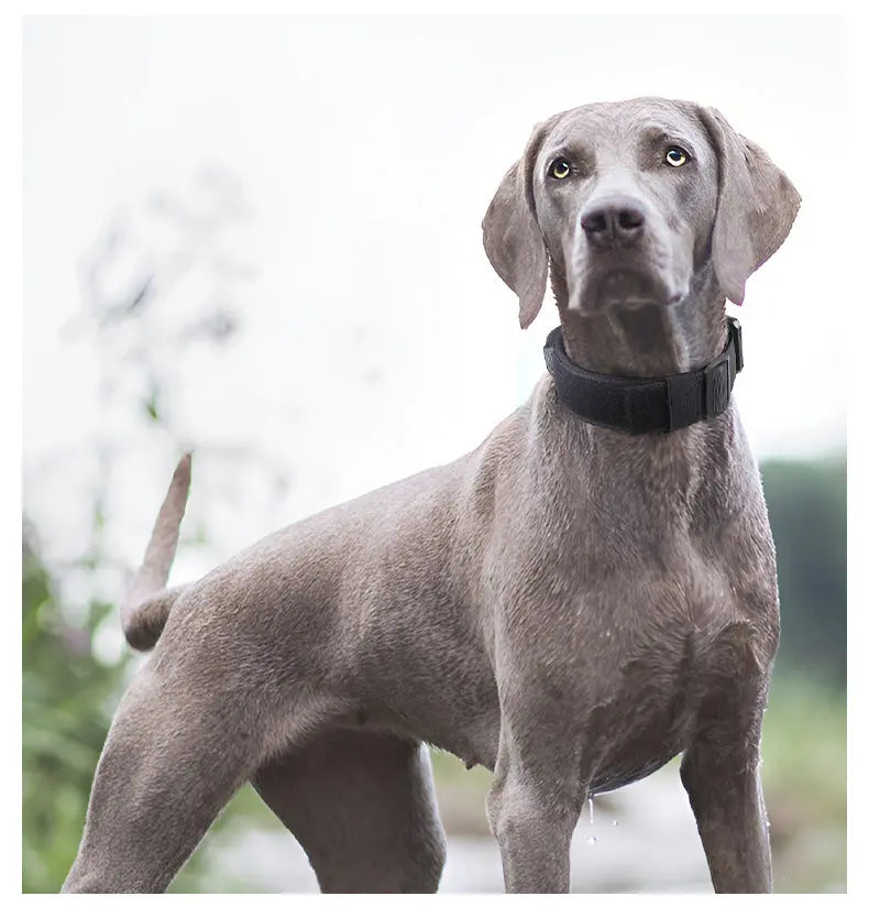 New Pet Explosion-Proof Tactical Collar with Handle for medium and large dogs StepbyStep