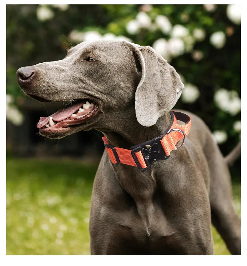 New Pet Explosion-Proof Tactical Collar with Handle for medium and large dogs StepbyStep