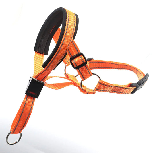 Dog Head Halter StepbyStep