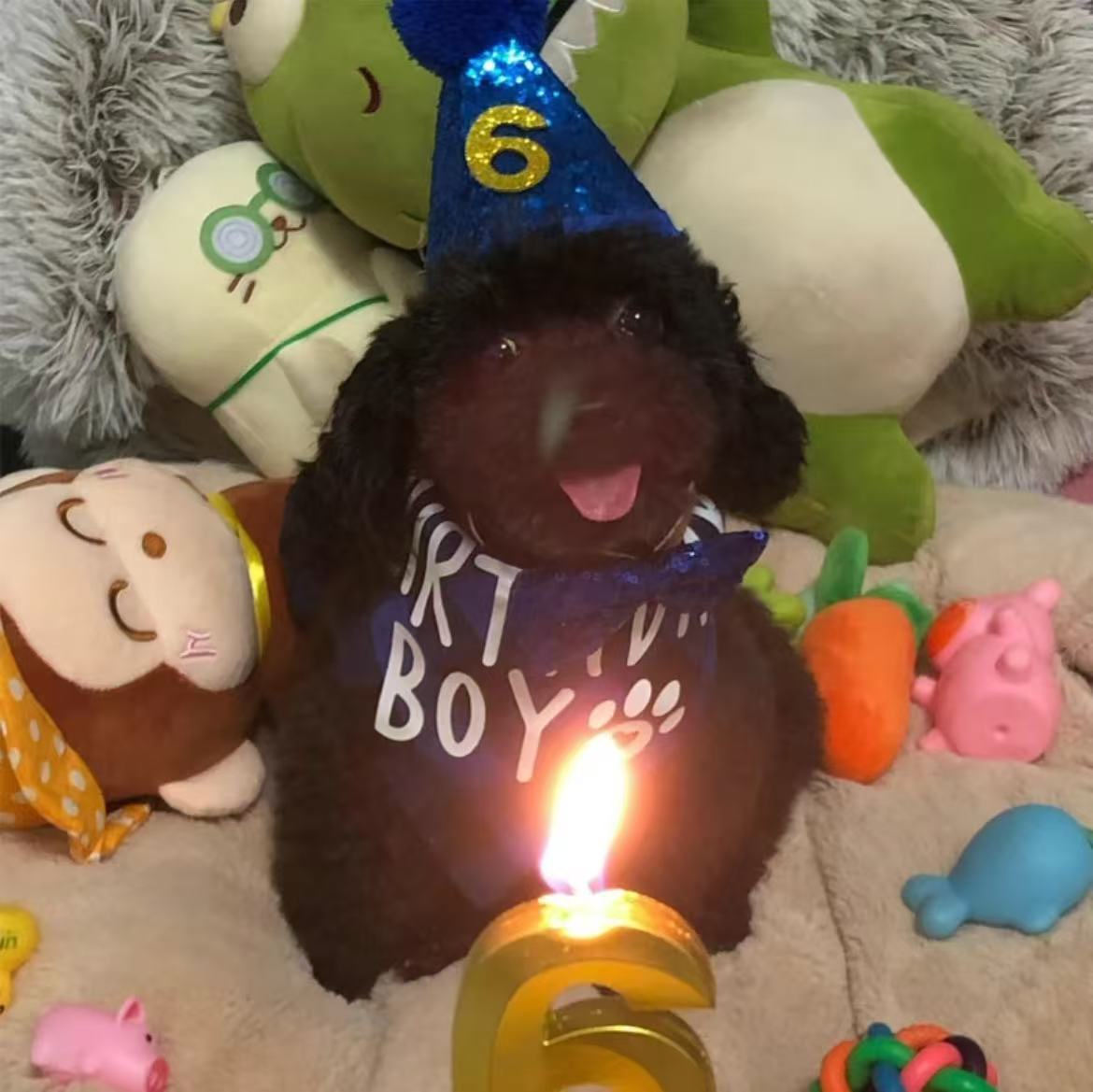 Dog Birthday Party Supplies StepbyStep