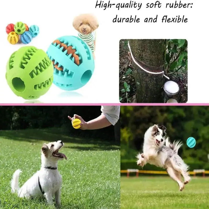toy dogs for sale