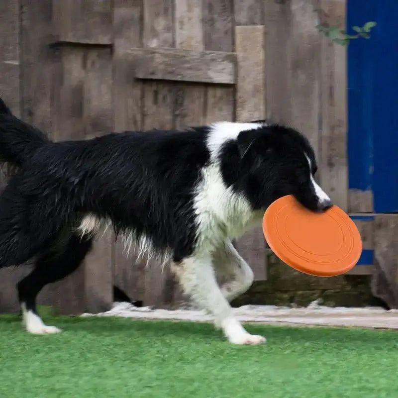 durable dog chews